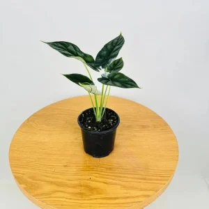 Alocasia Dragon Scale Live Plant - Jewel Alocasia Baginda - 5-9