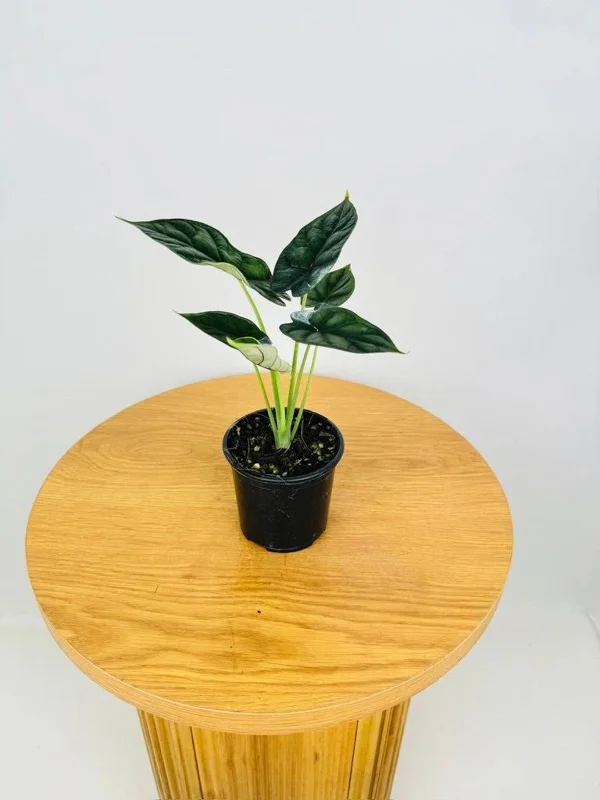 Alocasia Dragon Scale Live Plant - Jewel Alocasia Baginda - 5-9" Tall Indoor Plant - Image 6