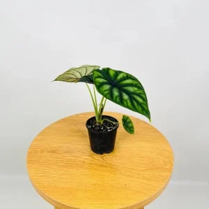 Alocasia Dragon Scale Live Plant - Jewel Alocasia Baginda - 5-9