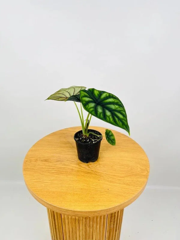 Alocasia Dragon Scale Live Plant - Jewel Alocasia Baginda - 5-9" Tall Indoor Plant - Image 7