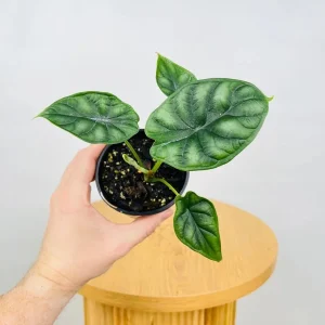 Alocasia Dragon Scale Live Plant - Jewel Alocasia Baginda - 5-9