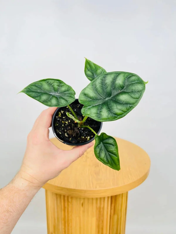 Alocasia Dragon Scale Live Plant - Jewel Alocasia Baginda - 5-9" Tall Indoor Plant - Image 8