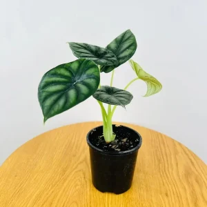 Alocasia Dragon Scale Live Plant - Jewel Alocasia Baginda - 5-9