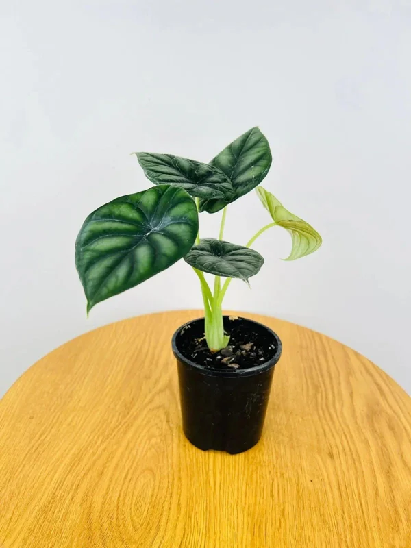 Alocasia Dragon Scale Live Plant - Jewel Alocasia Baginda - 5-9" Tall Indoor Plant - Image 9