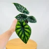 Alocasia Dragon Scale Live Plant - Jewel Alocasia Baginda - 5-9" Tall Indoor Plant - Image 1