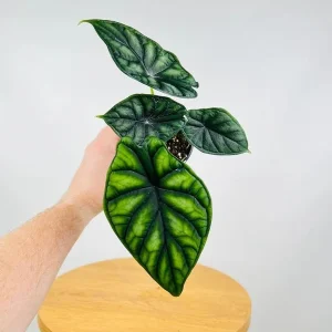 Alocasia Dragon Scale Live Plant - Jewel Alocasia Baginda - 5-9