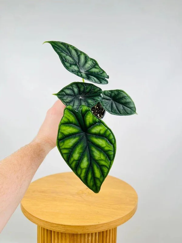 Alocasia Dragon Scale Live Plant - Jewel Alocasia Baginda - 5-9" Tall Indoor Plant - Image 1