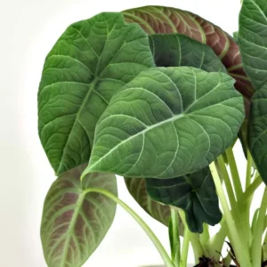 Alocasia Maharani (Grey Dragon) Live Plant - Rare Jewel Alocasia, 5-9