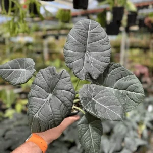 Alocasia Maharani (Grey Dragon) Live Plant - Rare Jewel Alocasia, 5-9