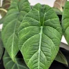 Alocasia Maharani (Grey Dragon) Live Plant - Rare Jewel Alocasia, 5-9" Tall Indoor Houseplant - Image 1
