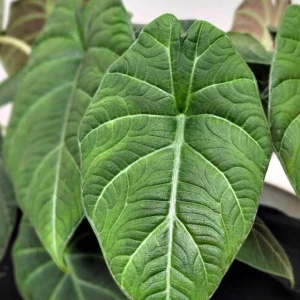 Alocasia Maharani (Grey Dragon) Live Plant - Rare Jewel Alocasia, 5-9