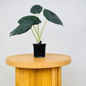 Alocasia Maharani (Grey Dragon) Live Plant - Rare Jewel Alocasia, 5-9