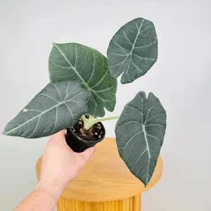 Alocasia Maharani (Grey Dragon) Live Plant - Rare Jewel Alocasia, 5-9