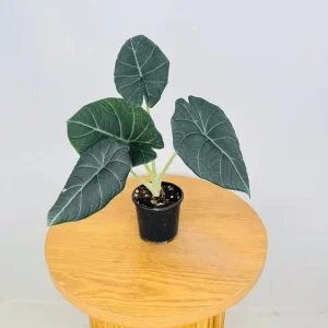 Alocasia Maharani (Grey Dragon) Live Plant - Rare Jewel Alocasia, 5-9