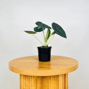 Alocasia Maharani (Grey Dragon) Live Plant - Rare Jewel Alocasia, 5-9