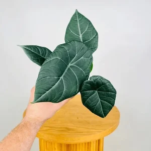 Alocasia Maharani (Grey Dragon) Live Plant - Rare Jewel Alocasia, 5-9