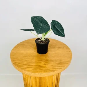Alocasia Maharani (Grey Dragon) Live Plant - Rare Jewel Alocasia, 5-9