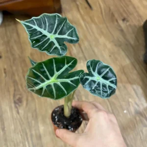 Alocasia Mandalay Live Plant - Variegated Elephant Ear, 2 Plants, 5-9 Inches Tall, Indoor/Outdoor - Image 2