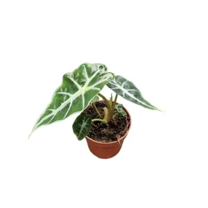 Alocasia Mandalay Live Plant - Variegated Elephant Ear, 2 Plants, 5-9 Inches Tall, Indoor/Outdoor - Image 3