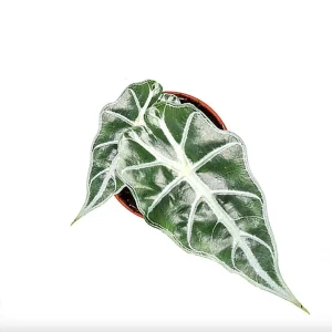 Alocasia Mandalay Live Plant - Variegated Elephant Ear, 2 Plants, 5-9 Inches Tall, Indoor/Outdoor - Image 4