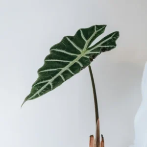 Alocasia Mandalay Live Plant - Variegated Elephant Ear, 2 Plants, 5-9 Inches Tall, Indoor/Outdoor - Image 5