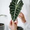 Alocasia Mandalay Live Plant - Variegated Elephant Ear, 2 Plants, 5-9 Inches Tall, Indoor/Outdoor - Image 1