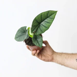 Alocasia Platinum Live Plant (Silver Arrow) 5-9