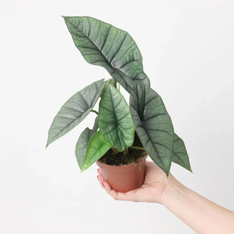 Alocasia Platinum Live Plant (Silver Arrow) 5-9" - Rare Blue-Silver Foliage Indoor - Image 3