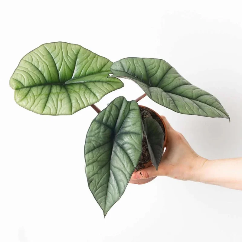 Alocasia Platinum Live Plant (Silver Arrow) 5-9" - Rare Blue-Silver Foliage Indoor - Image 4