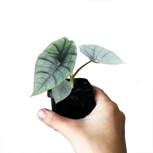 Alocasia Platinum Live Plant (Silver Arrow) 5-9