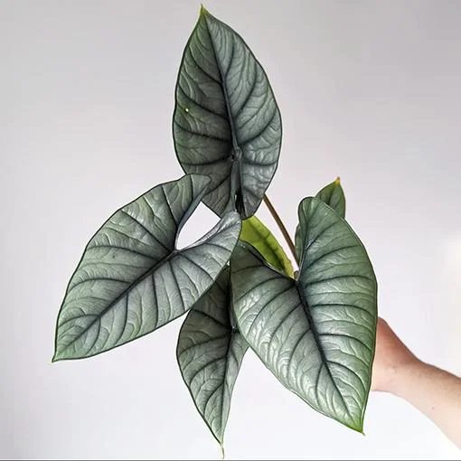 Alocasia Platinum Live Plant (Silver Arrow) 5-9" - Rare Blue-Silver Foliage Indoor - Image 1