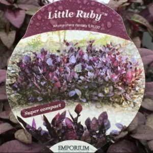 Alternanthera Little Ruby Live Plant - 2 Pack, 4-6 Inch Starter Plants, Ruby-Purple Foliage - Image 2