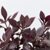 Alternanthera Little Ruby Live Plant - 2 Pack, 4-6 Inch Starter Plants, Ruby-Purple Foliage - Image 1