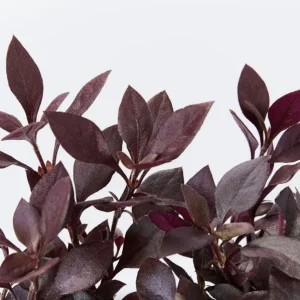 Alternanthera Little Ruby Live Plant - 2 Pack, 4-6 Inch Starter Plants, Ruby-Purple Foliage - Image 1