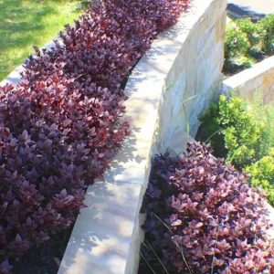 Alternanthera Little Ruby Live Plant - 2 Pack, 4-6 Inch Starter Plants, Ruby-Purple Foliage - Image 3