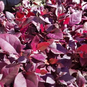 Alternanthera Little Ruby Live Plant - 2 Pack, 4-6 Inch Starter Plants, Ruby-Purple Foliage - Image 4