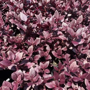 Alternanthera Little Ruby Live Plant - 2 Pack, 4-6 Inch Starter Plants, Ruby-Purple Foliage - Image 5
