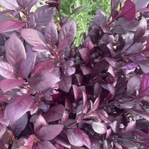 Alternanthera Little Ruby Live Plant - 2 Pack, 4-6 Inch Starter Plants, Ruby-Purple Foliage - Image 6