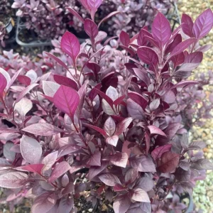 Alternanthera Little Ruby Live Plant - 2 Pack, 4-6 Inch Starter Plants, Ruby-Purple Foliage - Image 7