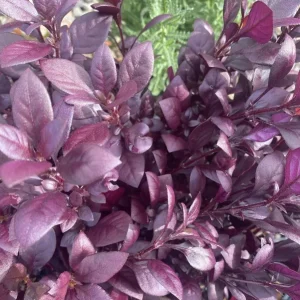 Alternanthera Little Ruby Live Plant - 2 Pack, 4-6 Inch Starter Plants, Ruby-Purple Foliage - Image 8
