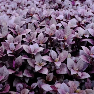 Alternanthera Little Ruby Live Plant - 2 Pack, 4-6 Inch Starter Plants, Ruby-Purple Foliage - Image 9