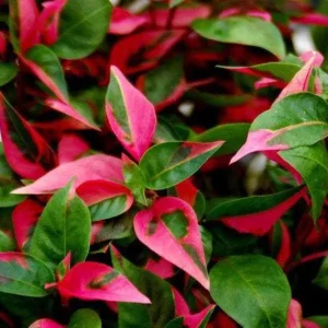 Alternanthera Party Time Live Plant - 2 Pack - Pink & Green Variegated Foliage, Joseph's Coat, 4-6 inch Starter Plants - Image 2