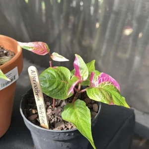 Alternanthera Party Time Live Plant - 2 Pack - Pink & Green Variegated Foliage, Joseph's Coat, 4-6 inch Starter Plants - Image 3