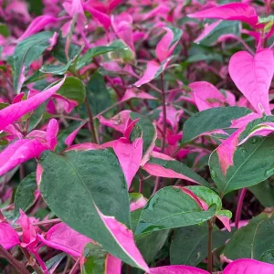 Alternanthera Party Time Live Plant - 2 Pack - Pink & Green Variegated Foliage, Joseph's Coat, 4-6 inch Starter Plants - Image 5