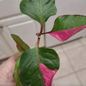 Alternanthera Party Time Live Plant - 2 Pack - Pink & Green Variegated Foliage, Joseph's Coat, 4-6 inch Starter Plants - Image 1