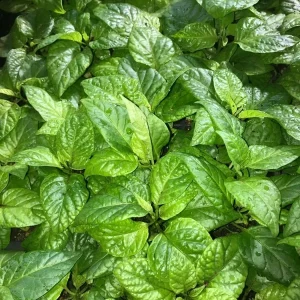 Apocalypse Scorpion Red Chili Live Plants - 3 Pack, Super Hot Pepper, 2,000,000 SHU, Outdoor/Indoor - Image 2