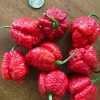 Apocalypse Scorpion Red Chili Live Plants - 3 Pack, Super Hot Pepper, 2,000,000 SHU, Outdoor/Indoor - Image 1
