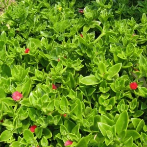 Aptenia Red Apple Live Plants - Pack of 2 - Baby Sun Rose Succulent - 4-6 Inches Tall, Drought Tolerant - Image 3