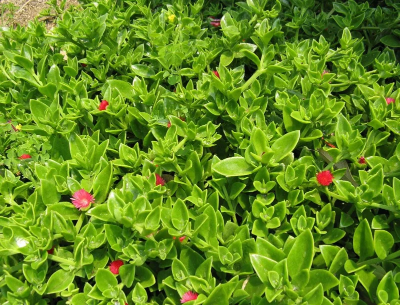 Aptenia Red Apple Live Plants - Pack of 2 - Baby Sun Rose Succulent - 4-6 Inches Tall, Drought Tolerant - Image 3