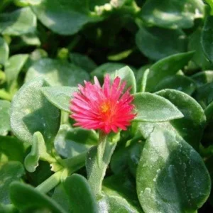 Aptenia Red Apple Live Plants - Pack of 2 - Baby Sun Rose Succulent - 4-6 Inches Tall, Drought Tolerant - Image 4